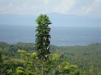caraga5 caraga5